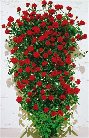 Photos von Blumenvarianten benutzt als: Beet- / Rabattenpflanze Rosa rampicante Santana®