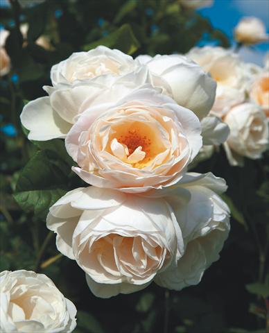 Photos von Blumenvarianten benutzt als: Beet- / Rabattenpflanze Rosa rampicante Uetersener Klosterrose®