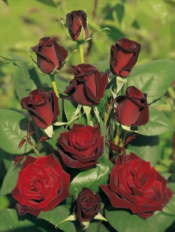 Photos von Blumenvarianten benutzt als: Beet- / Rabattenpflanze Rosa Tea Barkarole®