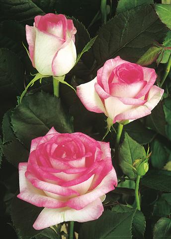 Photos von Blumenvarianten benutzt als: Beet- / Rabattenpflanze Rosa Tea Biedermeier Garden®
