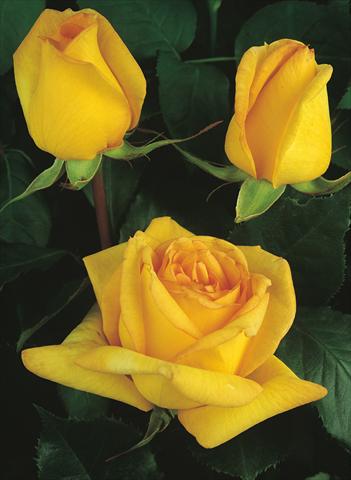 Photos von Blumenvarianten benutzt als: Beet- / Rabattenpflanze Rosa Tea Golden Tower®