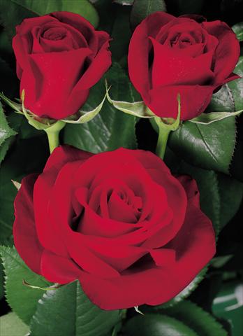 Photos von Blumenvarianten benutzt als: Beet- / Rabattenpflanze Rosa Tea Herz Ass®