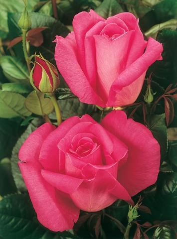 Photos von Blumenvarianten benutzt als: Beet- / Rabattenpflanze Rosa Tea Lady Like®
