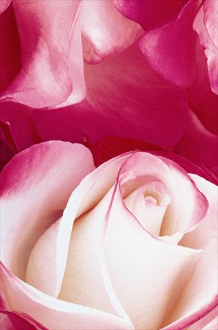 Photos von Blumenvarianten benutzt als: Beet- / Rabattenpflanze Rosa Tea Nostalgie®