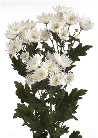 Photos von Blumenvarianten benutzt als: Topf und Beet Chrysanthemum Anastasia