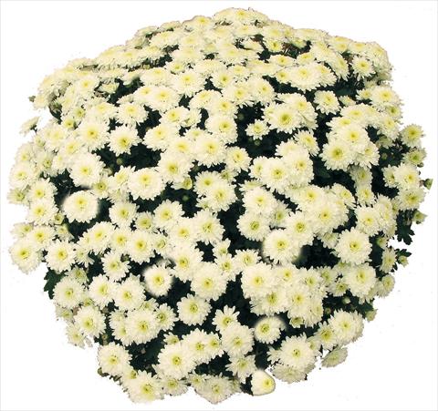 Photos von Blumenvarianten benutzt als: Topf und Beet Chrysanthemum Belle Des Neiges