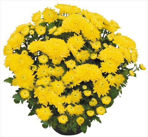Photos von Blumenvarianten benutzt als: Topf und Beet Chrysanthemum Chama Giallo®