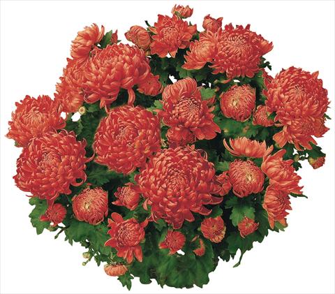 Photos von Blumenvarianten benutzt als: Topf und Beet Chrysanthemum Chama Rouge®