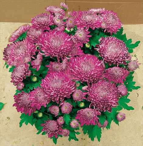 Photos von Blumenvarianten benutzt als: Topf und Beet Chrysanthemum Chama Violet®