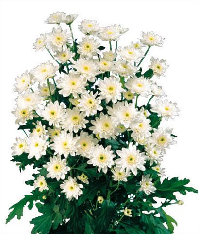 Photos von Blumenvarianten benutzt als: Topf und Beet Chrysanthemum Euro