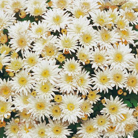 Photos von Blumenvarianten benutzt als: Topf und Beet Chrysanthemum Mme Nicole Falce Blanc®
