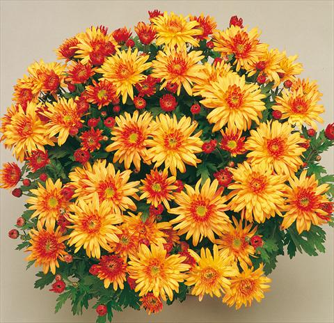 Photos von Blumenvarianten benutzt als: Topf und Beet Chrysanthemum Mme Nicole Falce Cuivre®