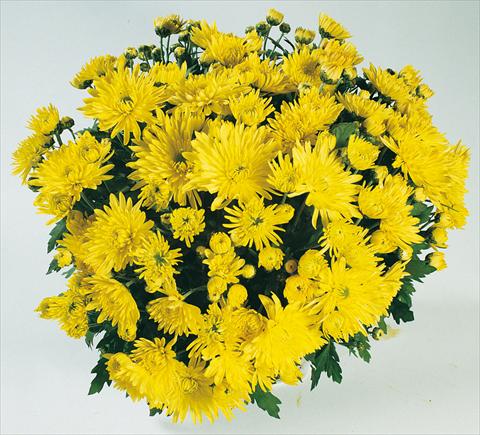 Photos von Blumenvarianten benutzt als: Topf und Beet Chrysanthemum Mme Nicole Falce Jaune®