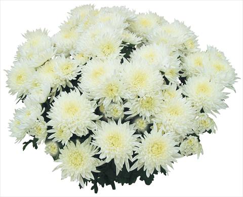 Photos von Blumenvarianten benutzt als: Topf und Beet Chrysanthemum Tarquinia Bianco