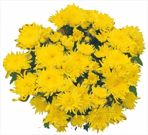 Photos von Blumenvarianten benutzt als: Topf und Beet Chrysanthemum Tarquinia Giallo