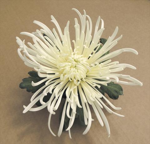 Photos von Blumenvarianten benutzt als: Topf und Beet Chrysanthemum Veneri Bianco