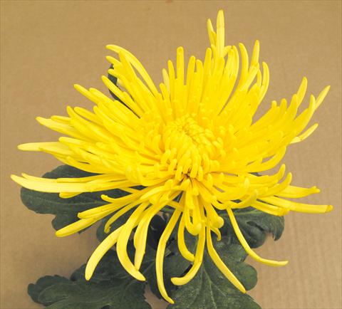 Photos von Blumenvarianten benutzt als: Topf und Beet Chrysanthemum Veneri Giallo