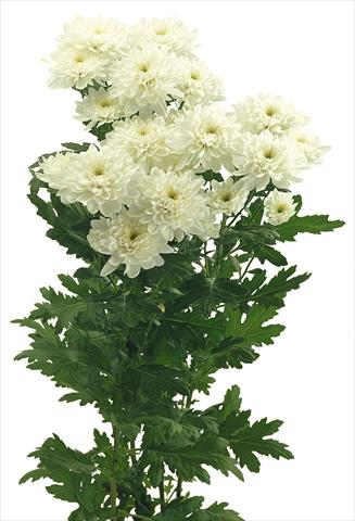 Photos von Blumenvarianten benutzt als: Topf und Beet Chrysanthemum Zembla