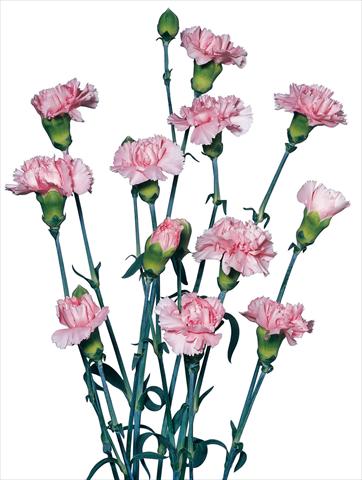 Photos von Blumenvarianten benutzt als: Schnittblume Dianthus caryophyllus Rondine