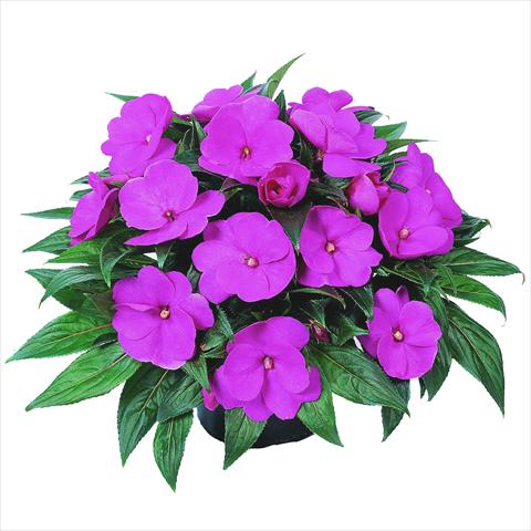 Photos von Blumenvarianten benutzt als: Beet, Topf oder Ampel Impatiens N. Guinea RED FOX Petticoat Lavender