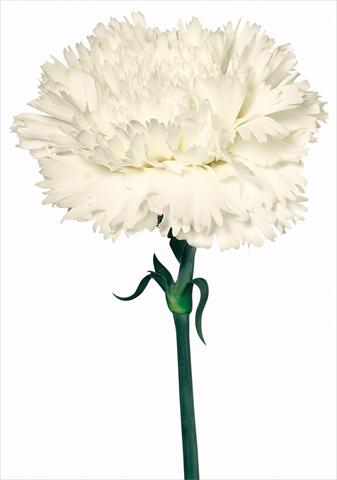 Photos von Blumenvarianten benutzt als: Schnittblume Dianthus caryophyllus Special