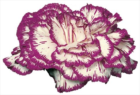 Photos von Blumenvarianten benutzt als: Schnittblume Dianthus caryophyllus Tico Tico