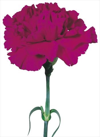 Photos von Blumenvarianten benutzt als: Schnittblume Dianthus caryophyllus Tico Tico Viola