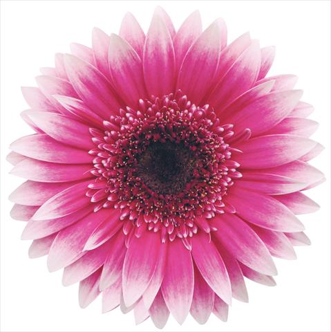 photo of flower to be used as: Pot Gerbera jamesonii Mission