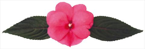 Photos von Blumenvarianten benutzt als: Topf und Beet Impatiens N. Guinea Galaxy® Cepheus