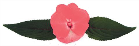 Photos von Blumenvarianten benutzt als: Topf und Beet Impatiens N. Guinea Galaxy® Cygnus