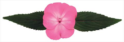 Photos von Blumenvarianten benutzt als: Topf und Beet Impatiens N. Guinea Galaxy® Norma
