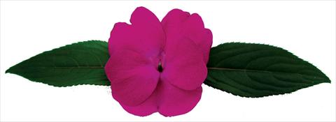 Photos von Blumenvarianten benutzt als: Topf und Beet Impatiens N. Guinea Galaxy® Octans