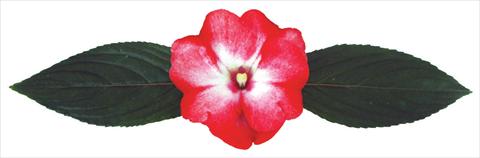 Photos von Blumenvarianten benutzt als: Topf und Beet Impatiens N. Guinea Galaxy® Pavo
