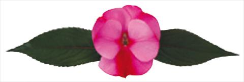 Photos von Blumenvarianten benutzt als: Topf und Beet Impatiens N. Guinea Galaxy® Scorpio