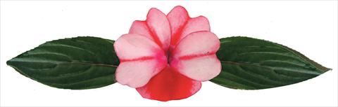 Photos von Blumenvarianten benutzt als: Topf und Beet Impatiens N. Guinea Galaxy® Virgo