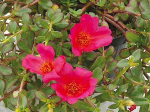 Photos von Blumenvarianten benutzt als: Topf, Beet, Terrasse, Ampel Portulaca Electric Cerise Red®