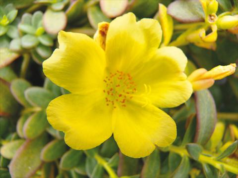 Photos von Blumenvarianten benutzt als: Topf, Beet, Terrasse, Ampel Portulaca Electric Lemon®