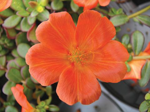 Photos von Blumenvarianten benutzt als: Topf, Beet, Terrasse, Ampel Portulaca Electric Orange®