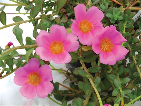Photos von Blumenvarianten benutzt als: Topf, Beet, Terrasse, Ampel Portulaca Electric Pink®