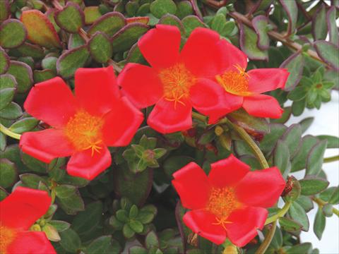 Photos von Blumenvarianten benutzt als: Topf, Beet, Terrasse, Ampel Portulaca Electric Red®