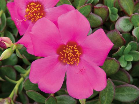 Photos von Blumenvarianten benutzt als: Topf, Beet, Terrasse, Ampel Portulaca Electric Violet®
