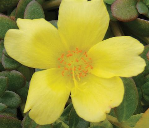 Photos von Blumenvarianten benutzt als: Topf, Beet, Terrasse, Ampel Portulaca Electric Yellow®