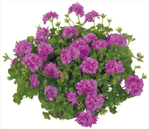 Photos von Blumenvarianten benutzt als: Topf, Terrasse, Ampel. Pelargonium peltatum Universe Compact Alpha Leonis®