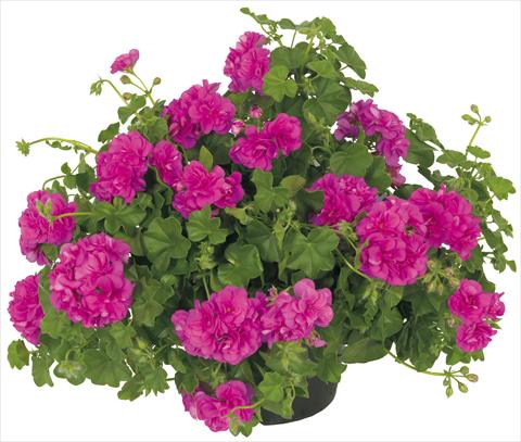Photos von Blumenvarianten benutzt als: Topf, Terrasse, Ampel. Pelargonium peltatum Universe Compact Chamaleon®