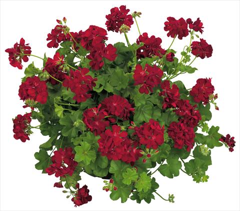 Photos von Blumenvarianten benutzt als: Topf, Terrasse, Ampel. Pelargonium peltatum Universe Compact Nekkar®