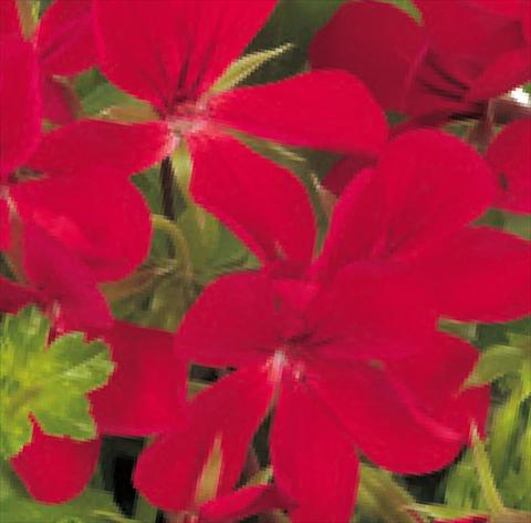 Photos von Blumenvarianten benutzt als: Topf, Terrasse, Ampel. Pelargonium peltatum Universe Epsilon®
