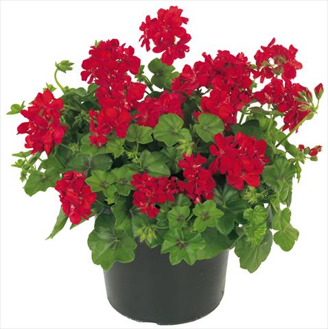 Photos von Blumenvarianten benutzt als: Topf, Terrasse, Ampel. Pelargonium peltatum Universe Ursa Major®