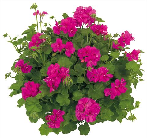 Photos von Blumenvarianten benutzt als: Topf, Terrasse, Ampel. Pelargonium peltatum Universe Ursa Minor®