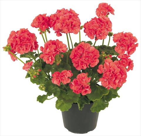 Photos von Blumenvarianten benutzt als: Terrasse, Topf Pelargonium zonale Solar Light Ambrosia®