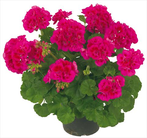 Photos von Blumenvarianten benutzt als: Terrasse, Topf Pelargonium zonale Solar Light Mintaka®